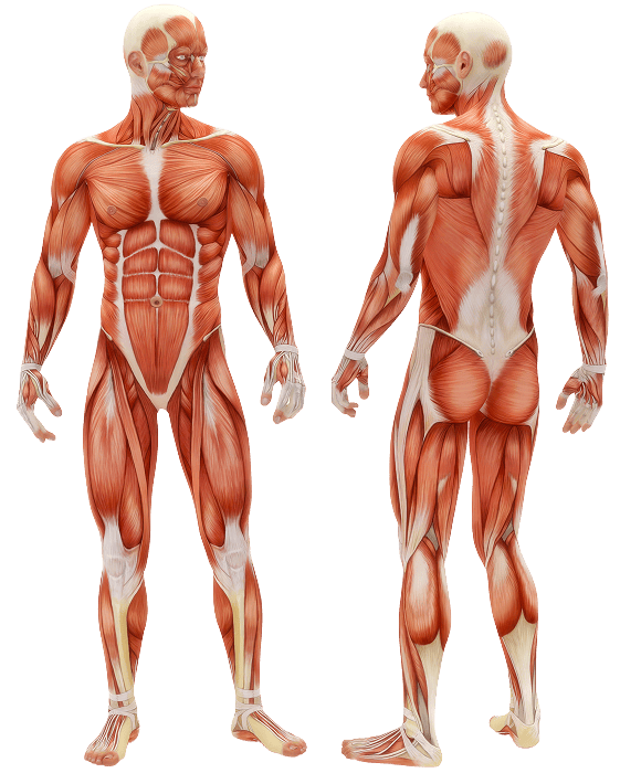 Anatomy