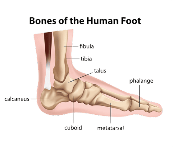 Ankle Fractures