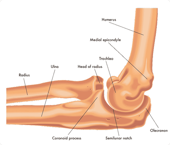 elbow