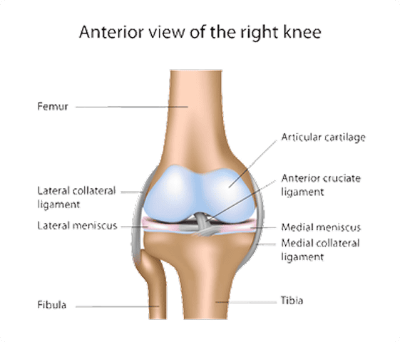 knee