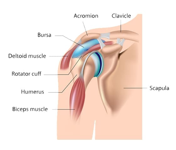 rotator cuff rotator cuff
